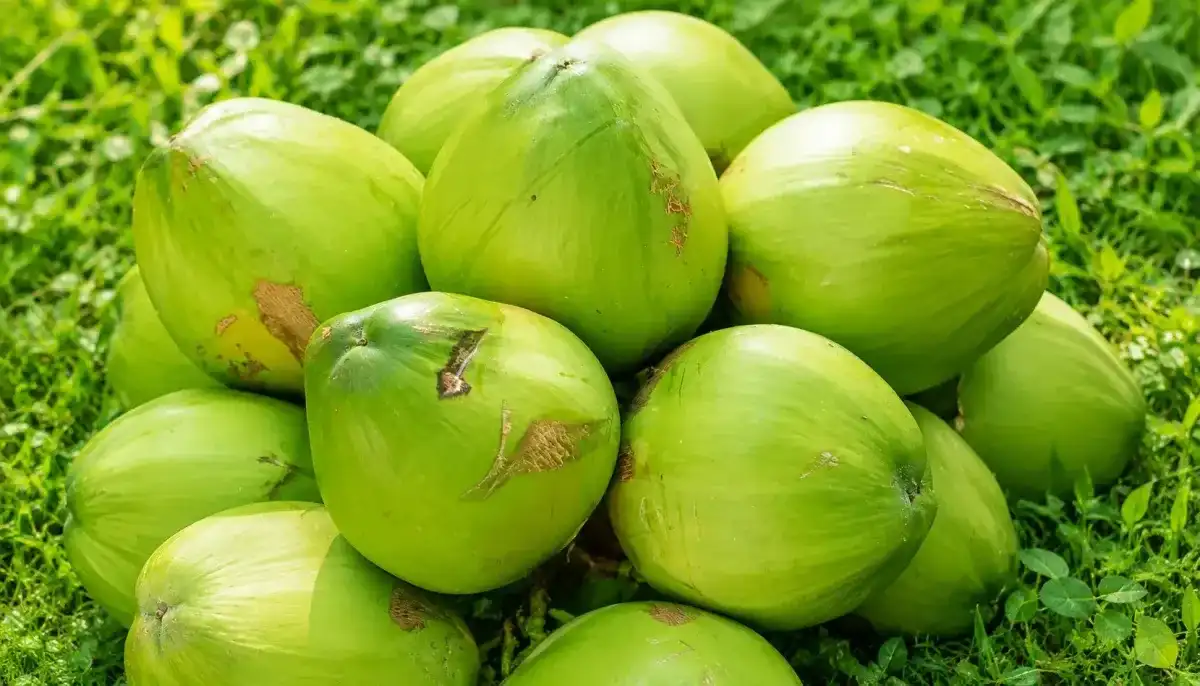 Green Coconut - Food & Beverages supplier, exporter & wholesale manufacturer