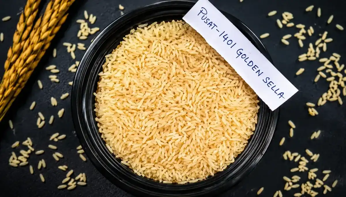 Pusa 1401 Golden Sella Rice