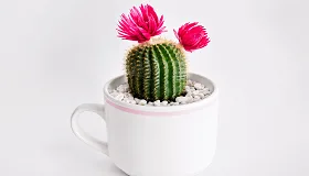 Moon Cactus - Plants supplier, exporter & wholesale manufacturer