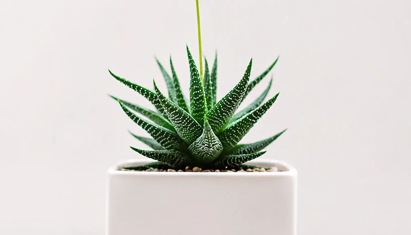 Hybrid Aloes Plant - Plants supplier, exporter & wholesale manufacturer