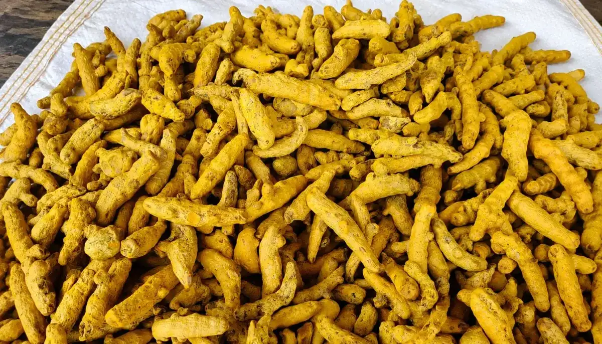 Raw Turmeric - Food & Beverages supplier, exporter & wholesale manufacturer