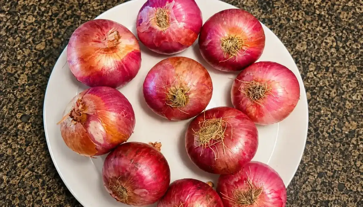 Onion