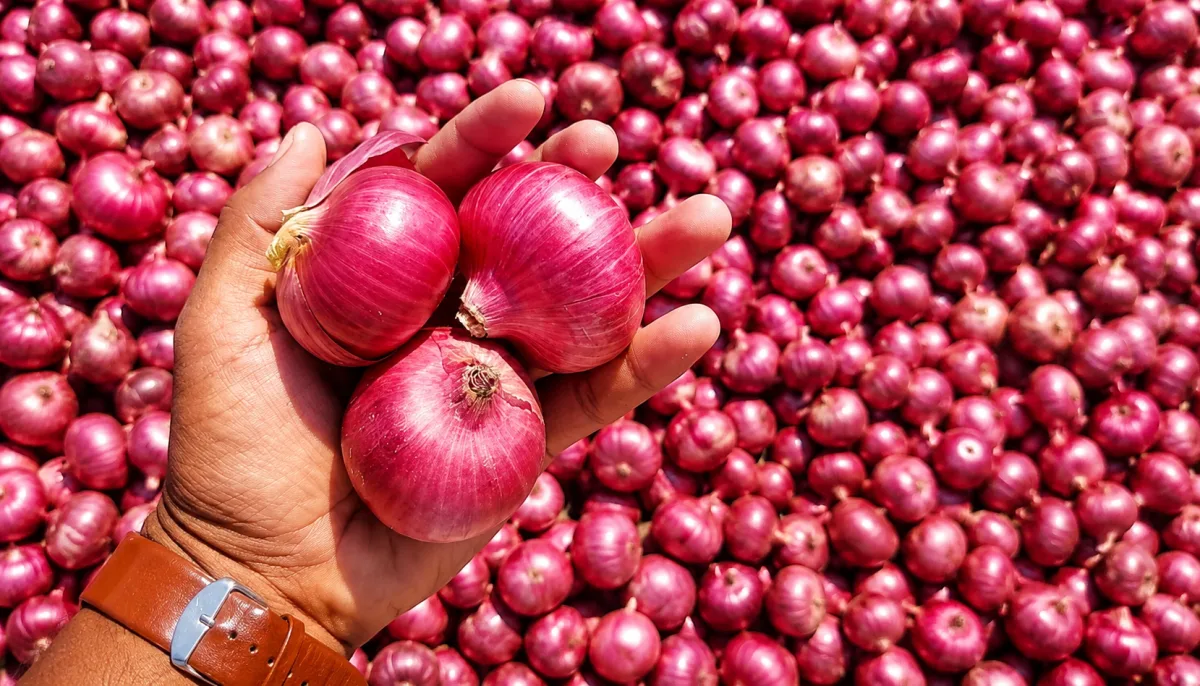 Onion - Food & Beverages supplier, exporter & wholesale manufacturer