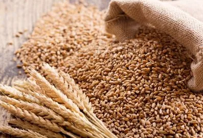 Wheat - Food & Beverages supplier, exporter & wholesale manufacturer