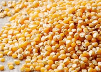 Maize - Food & Beverages supplier, exporter & wholesale manufacturer
