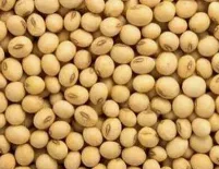 Soyabean - Food & Beverages supplier, exporter & wholesale manufacturer