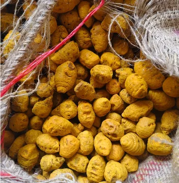 Turmeric Bulb