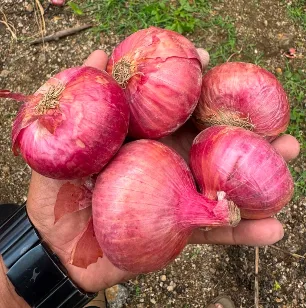 Onion - Food & Beverages supplier, exporter & wholesale manufacturer