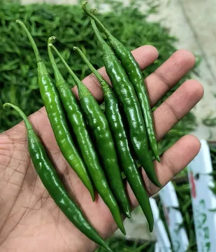 Green Chilli - Food & Beverages supplier, exporter & wholesale manufacturer
