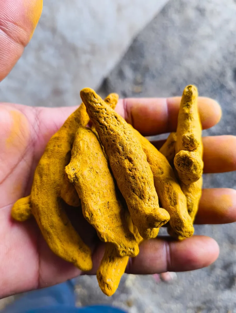 Turmeric Finger - Food & Beverages supplier, exporter & wholesale manufacturer